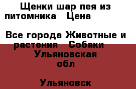Щенки шар-пея из питомника › Цена ­ 15 000 - Все города Животные и растения » Собаки   . Ульяновская обл.,Ульяновск г.